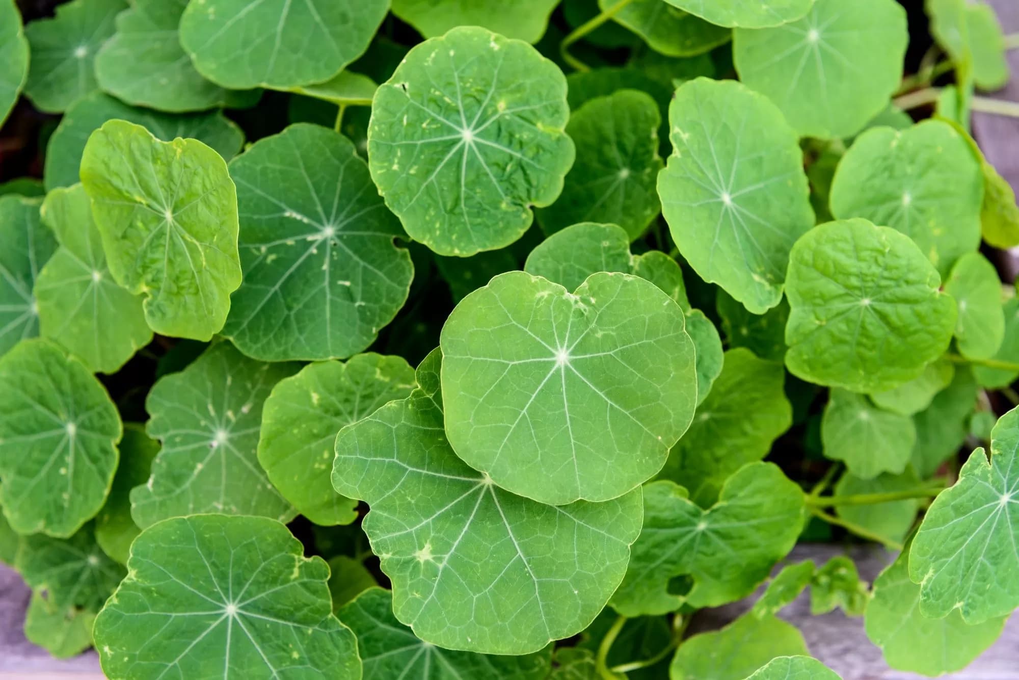 Centella Asiatica untuk Jerawat: Manfaat dan Cara Pakai