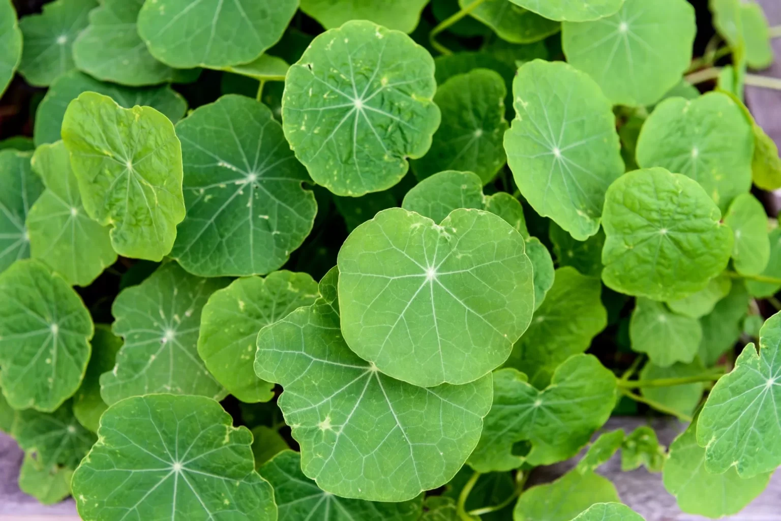 Centella Asiatica untuk Jerawat: Manfaat dan Cara Pakai